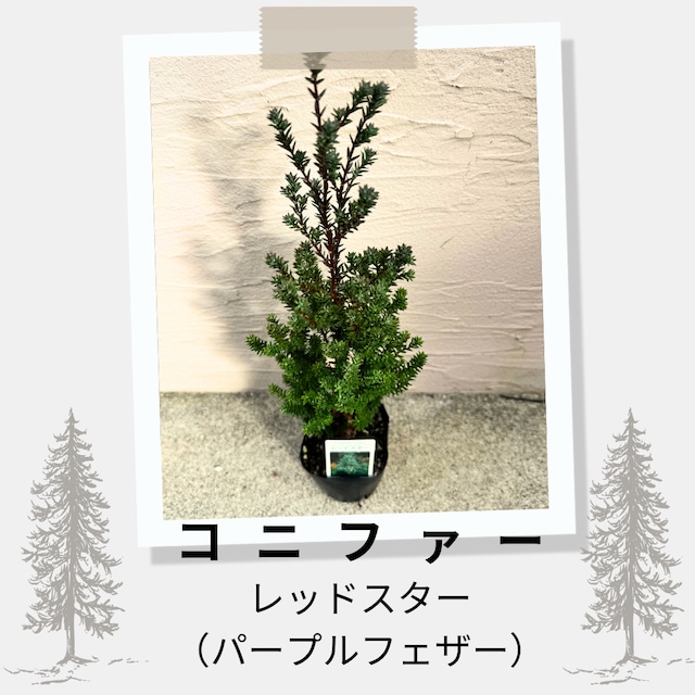 ゼラニウム:ホワイトリング (4号)アップルブロッサム 八重咲き ゼラニウム:ホワイトリング (4号)アップルブロッサム 八重咲き