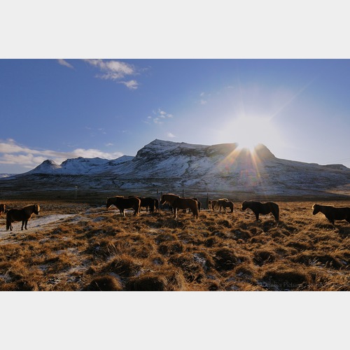 No.65-サイズS『Icelandic Horses #2』