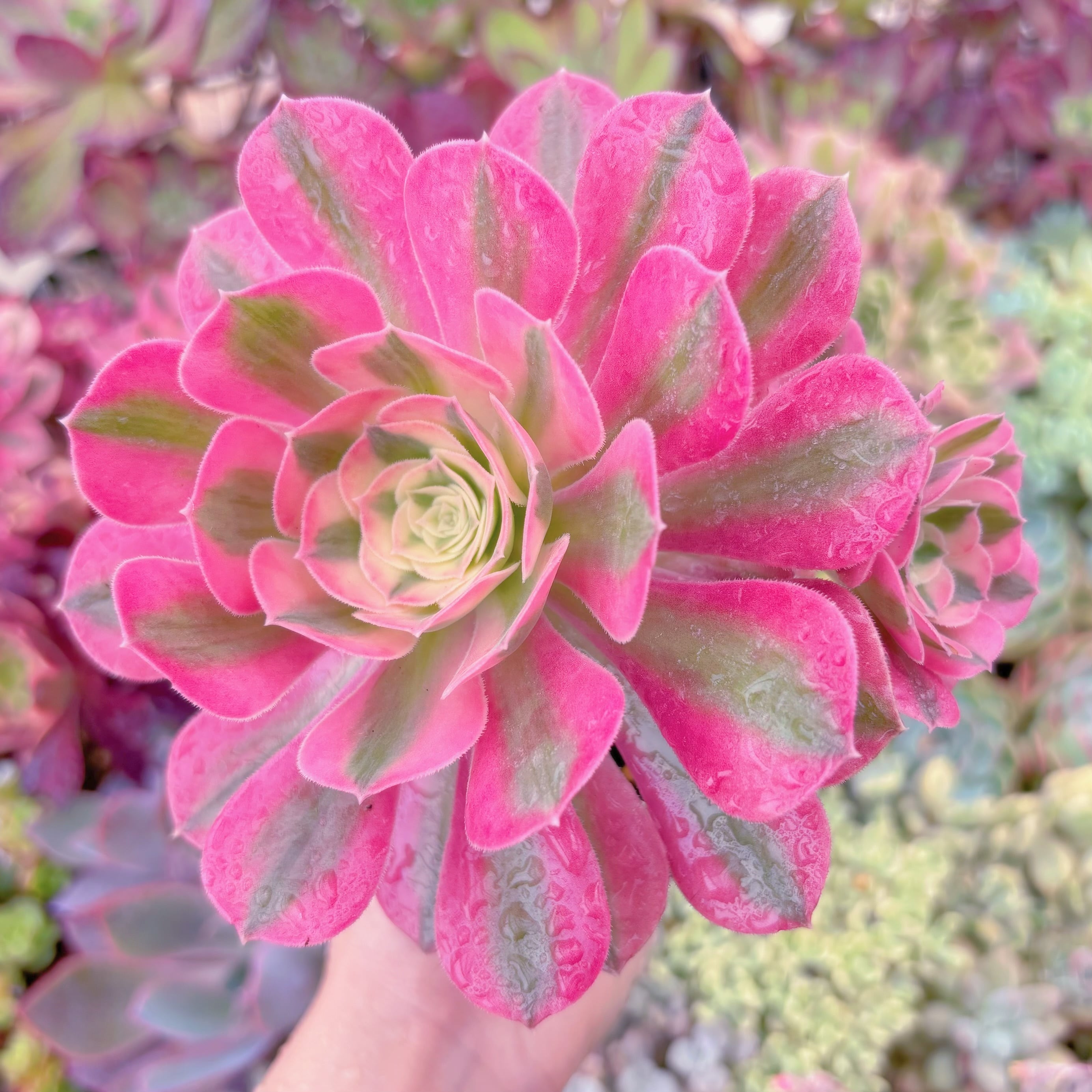 現品　アフラダイティ#638　群生　るる農園