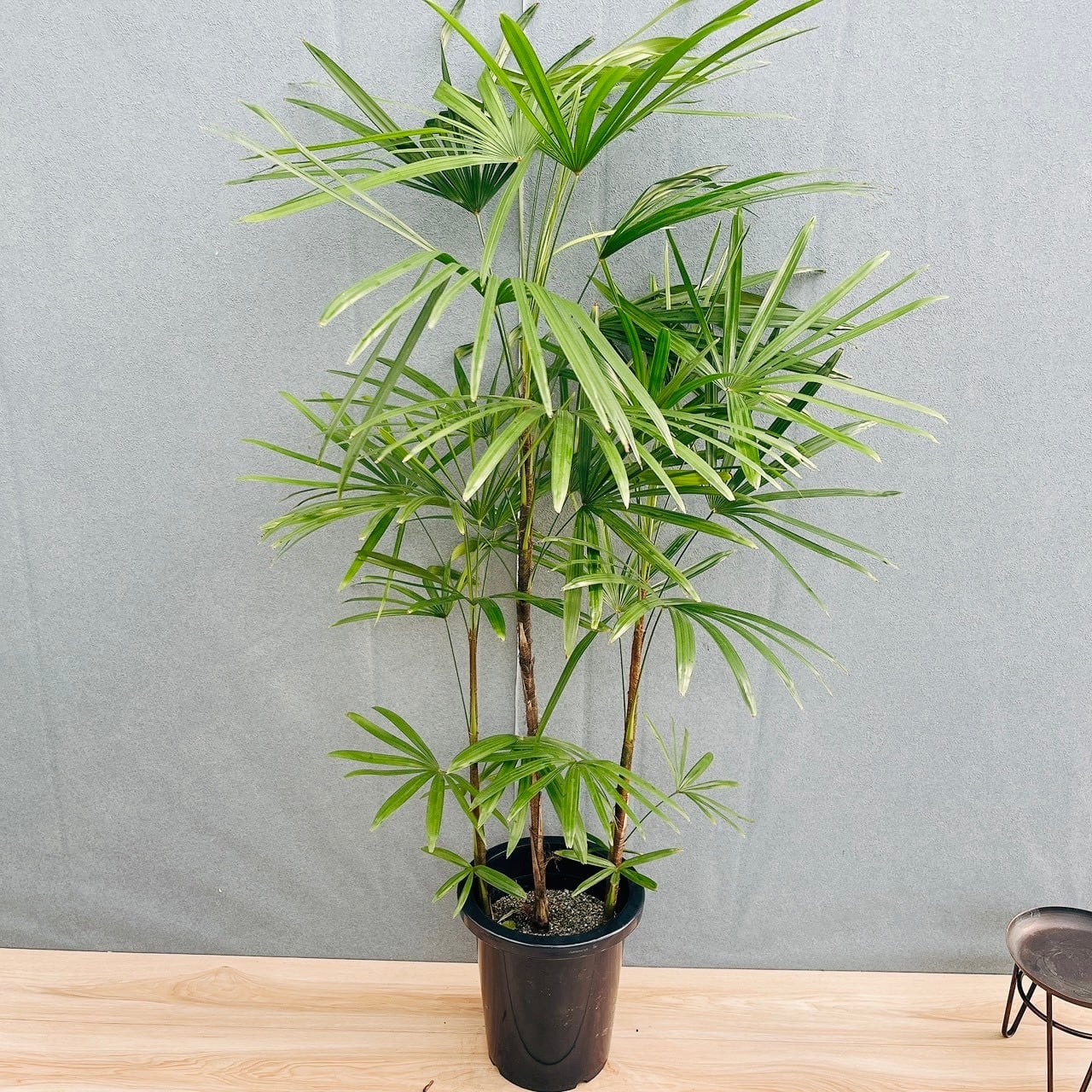 現品］シュロチク 8号 観葉植物 屋外 室内 大型 おしゃれ ヤシ 棕櫚竹