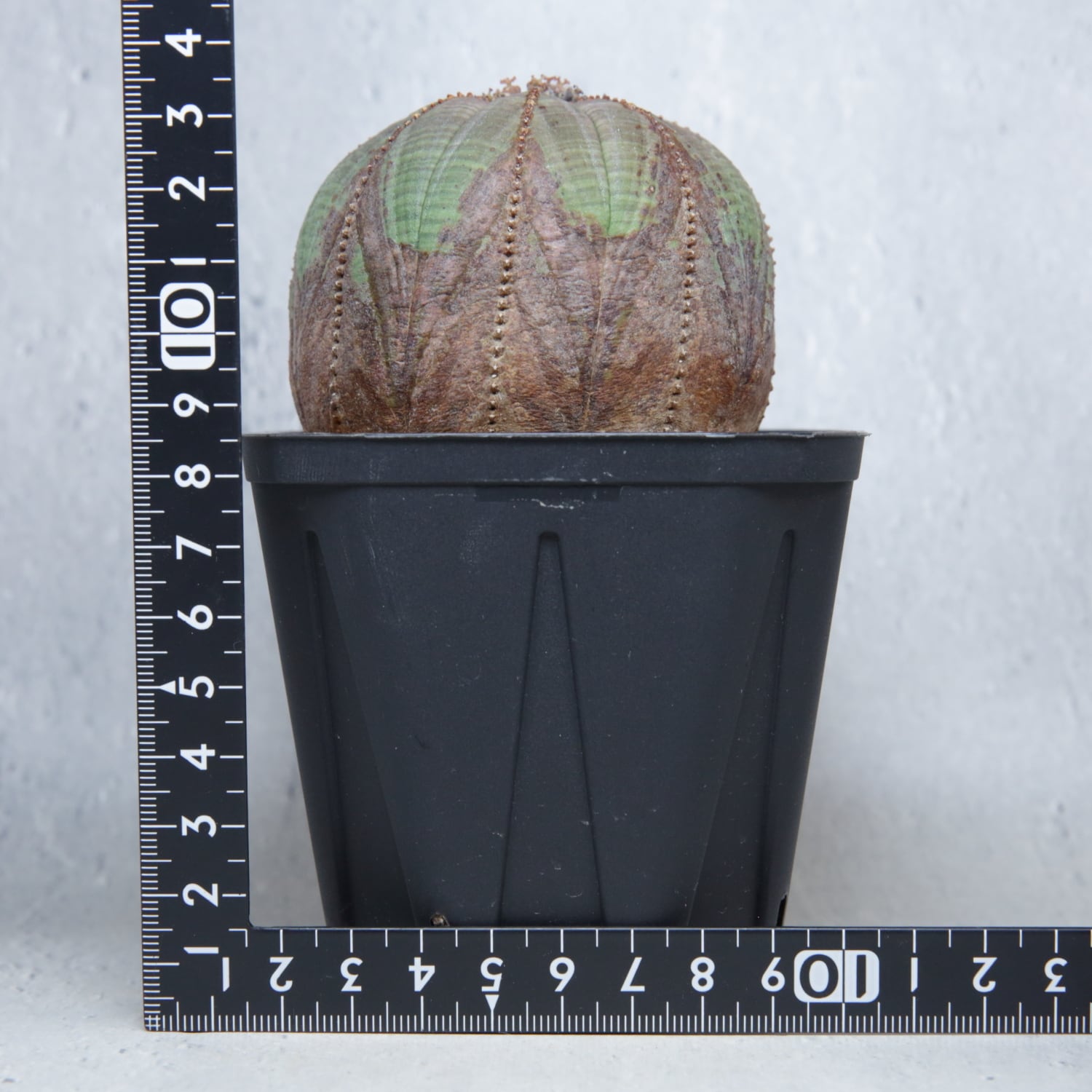 メス株 最大幅 約7.5cm 木質化 美模様 まん丸 オベサ / ユーフォルビア