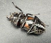 【WF1】《ピエールコクワガタ 29mm ペア》