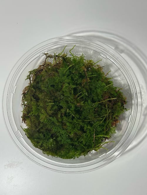 シノブゴケ〈Mサイズ〉