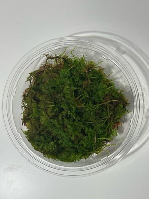 シノブゴケ〈Mサイズ〉