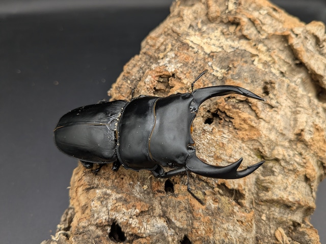 オオクワガタ能勢YG　♂84ｍｍ♀55ｍｍ