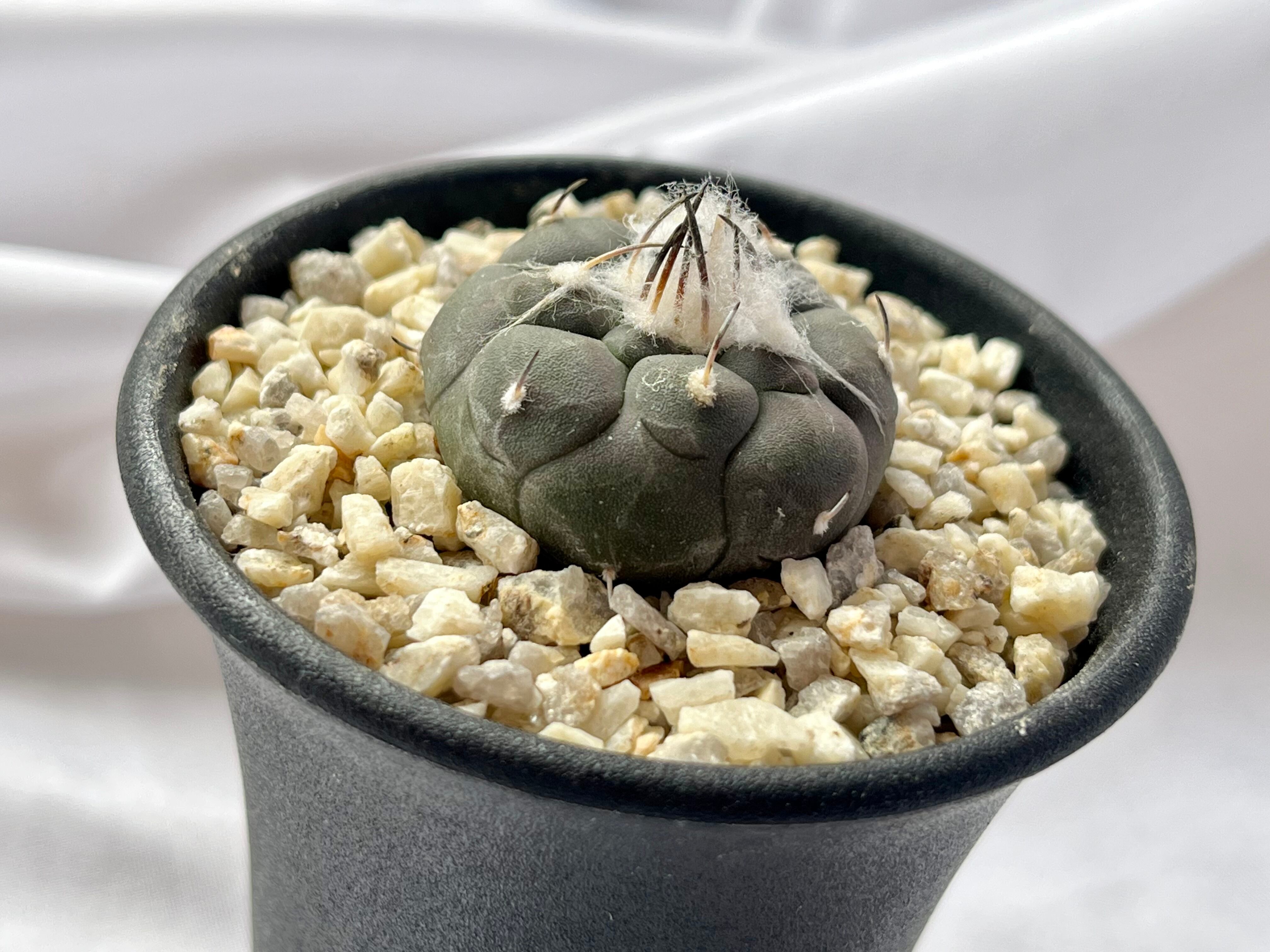 種子】Turbinicarpus jauernigii ツルビニカルプス ハウエルニギー