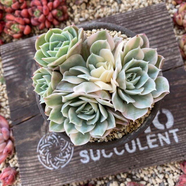 socio⭐︎オンスロー錦群生