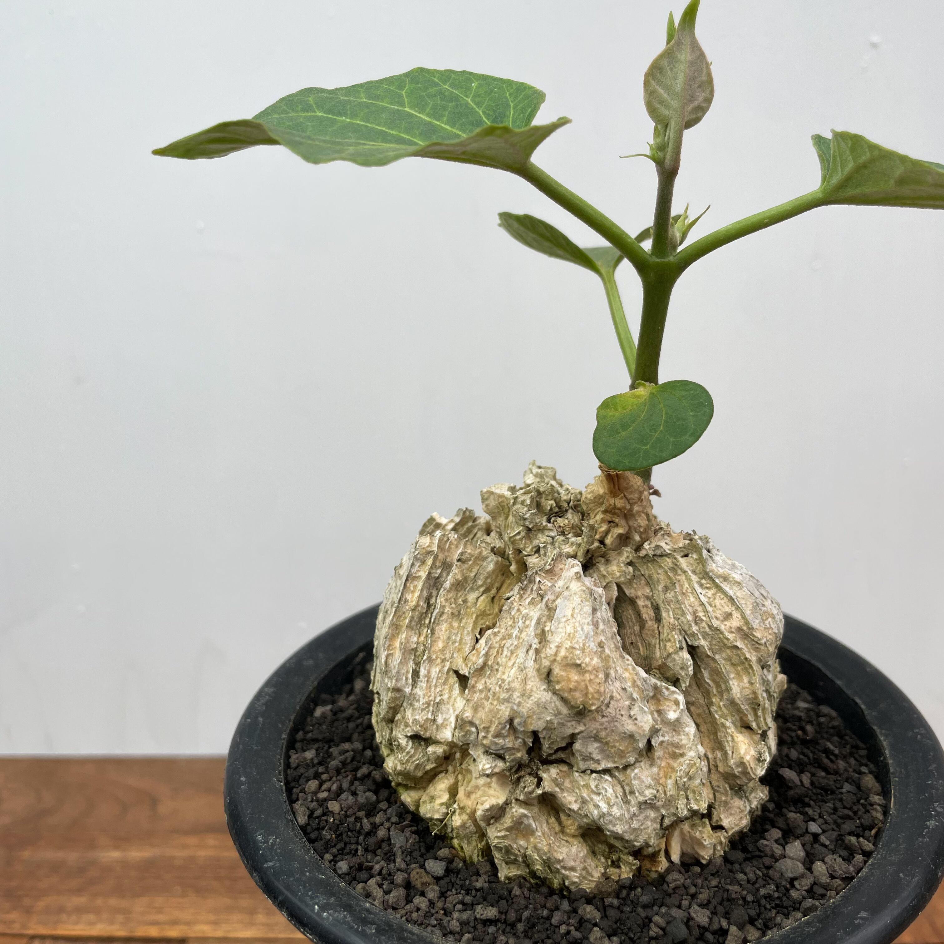 Matelea cyclophylla【マテレア・シクロフィラ】 | RIMO'S GREEN