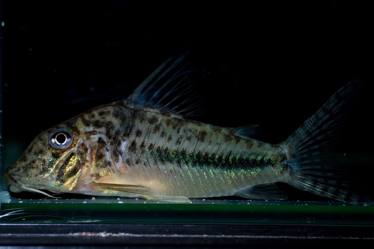 Bucephalandra sp. Deep Blue(ブセファランドラsp. ディープブルー