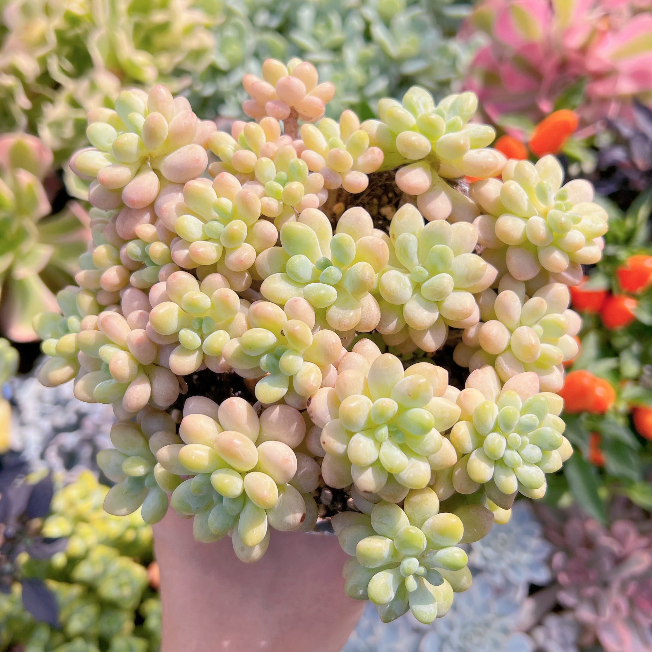 現物　ストロベリーミルク#682   るる農園