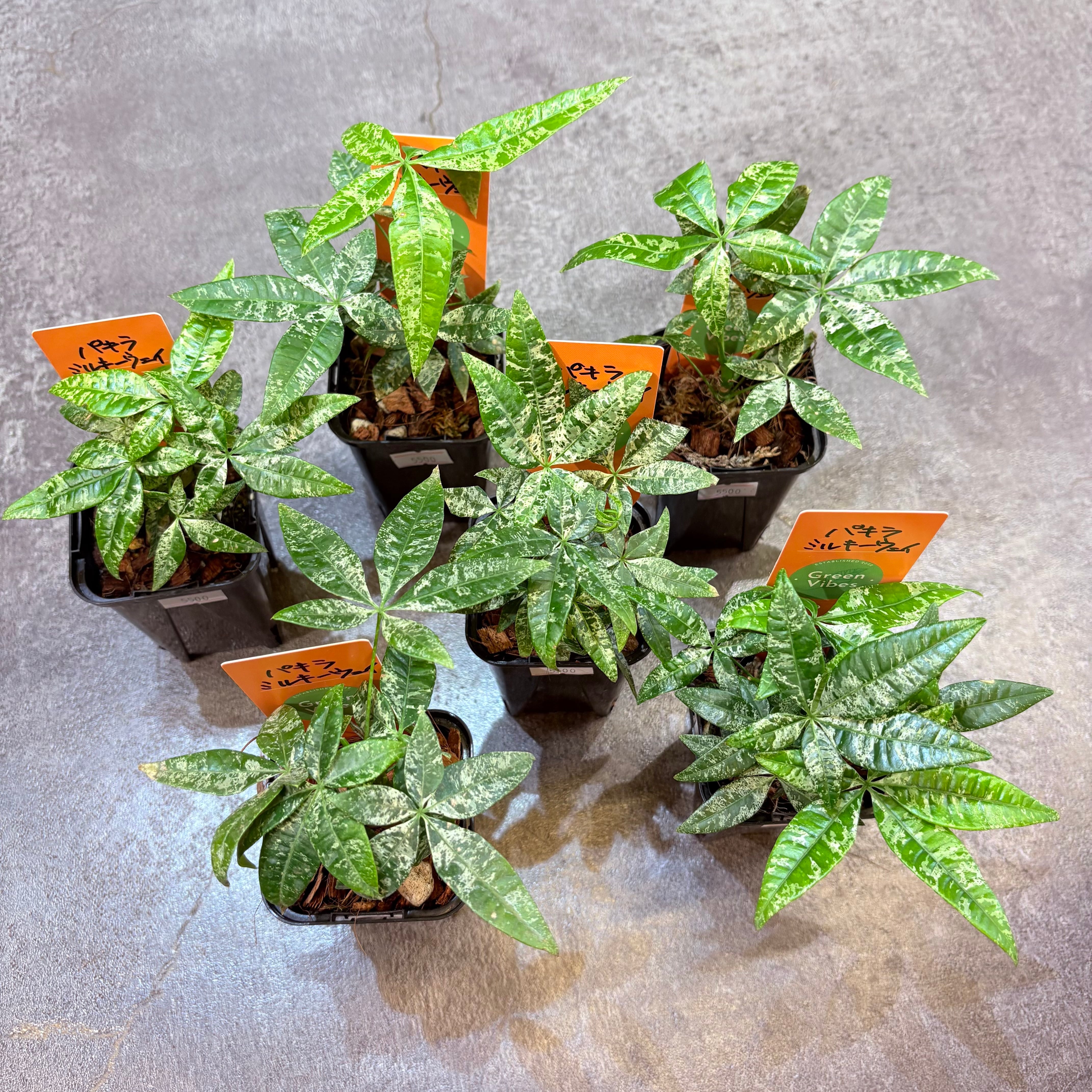 実生パキラ ミルキーウェイ 実生のパキラミルキーウェイを購入しました。植え替えようとし