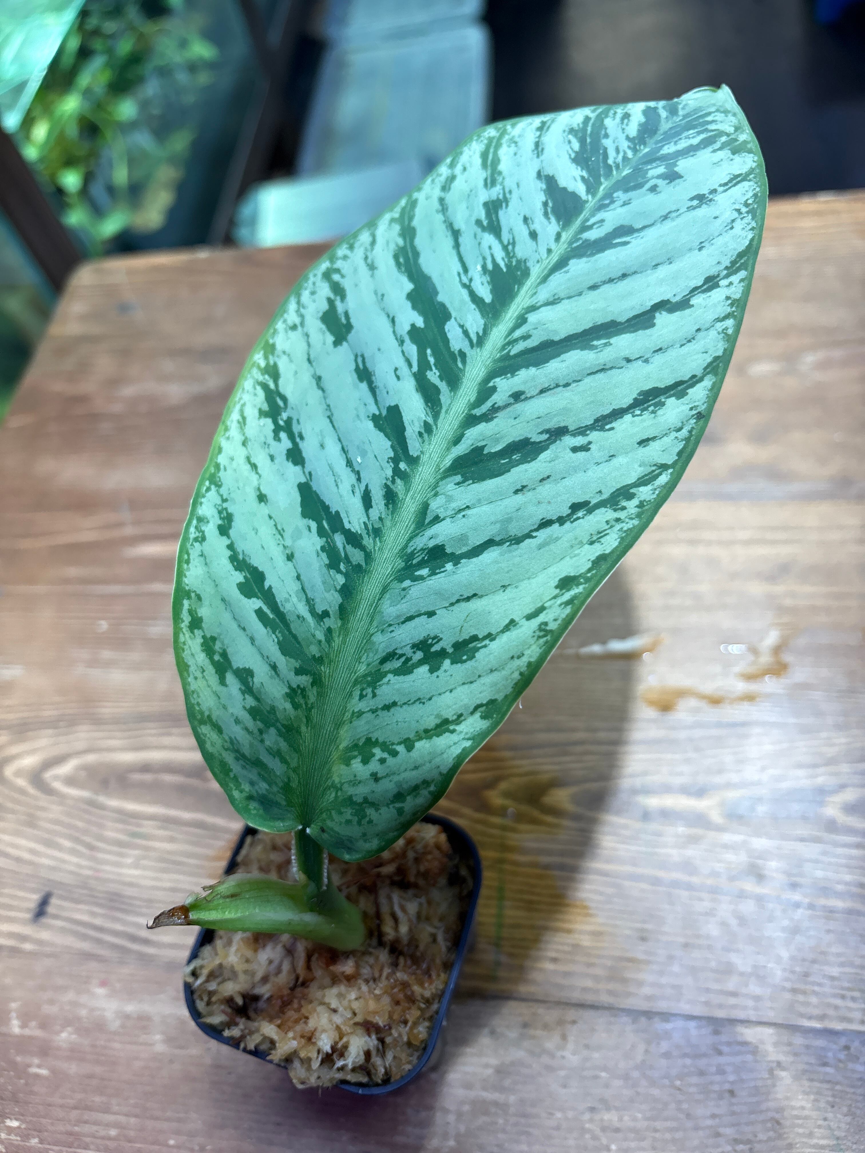 スキスマトグロッティス | Plants Base