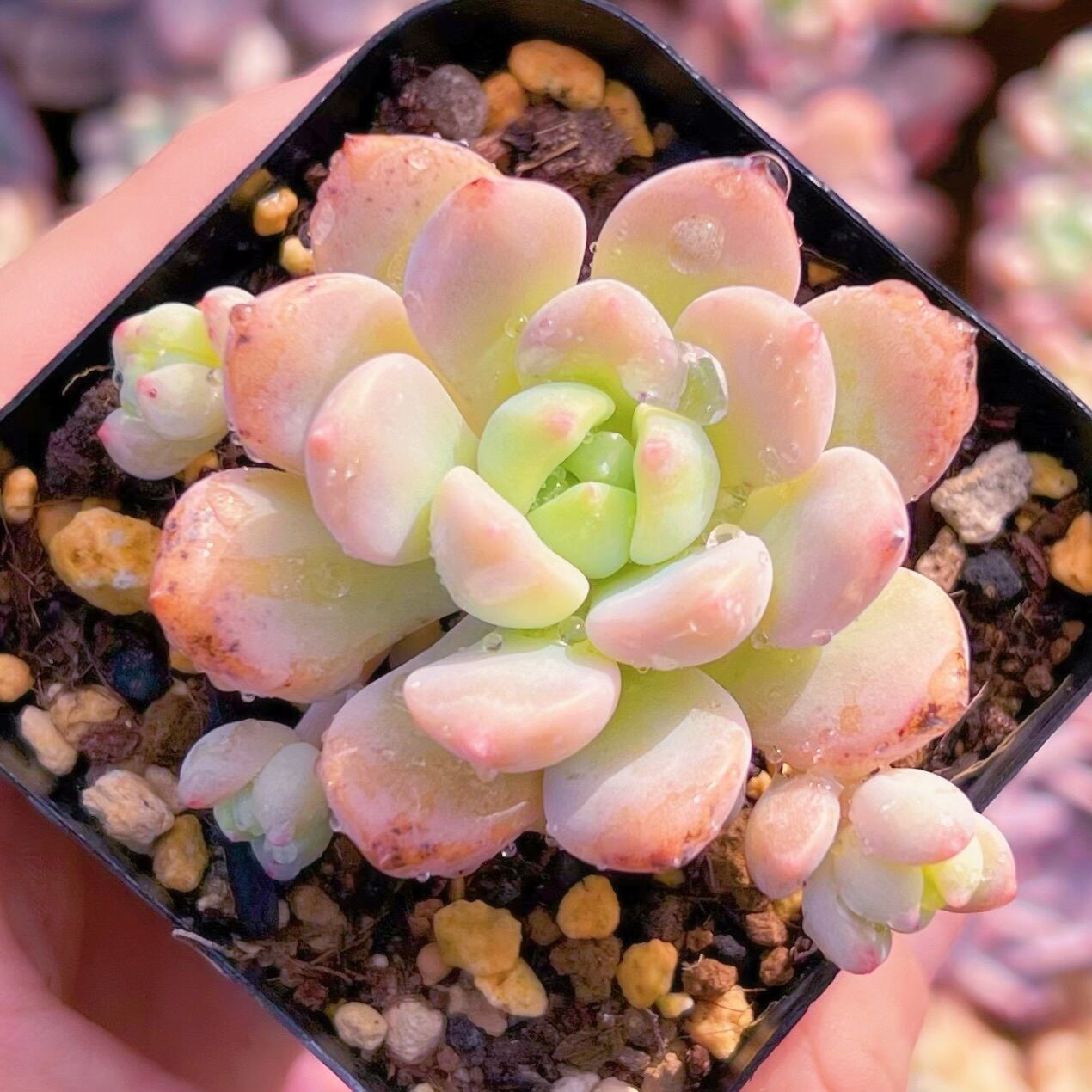 現品　千本桜#709    古株   るる農園