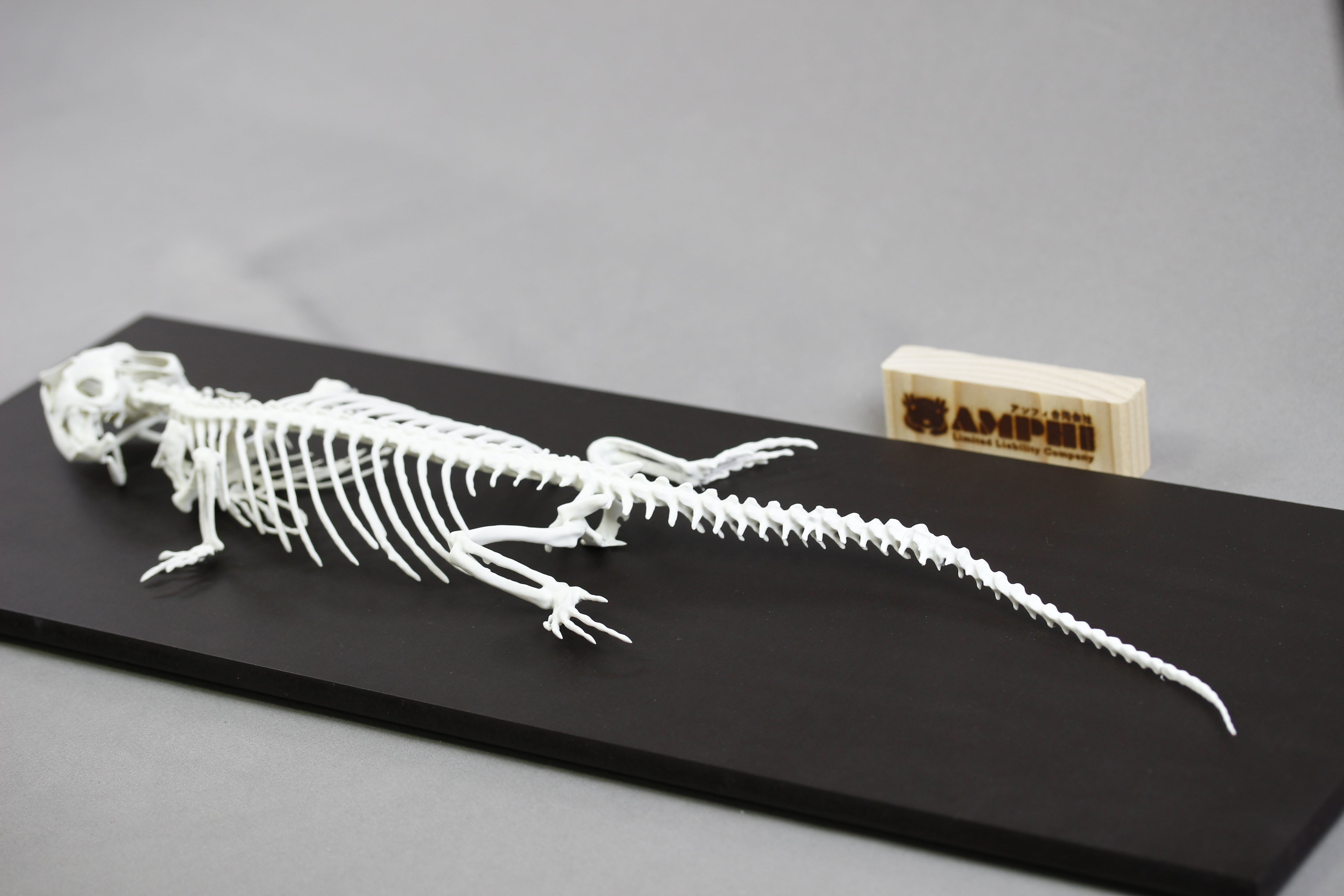 フトアゴヒゲトカゲ 等倍全身骨格レプリカ bearded dragon, Full-size