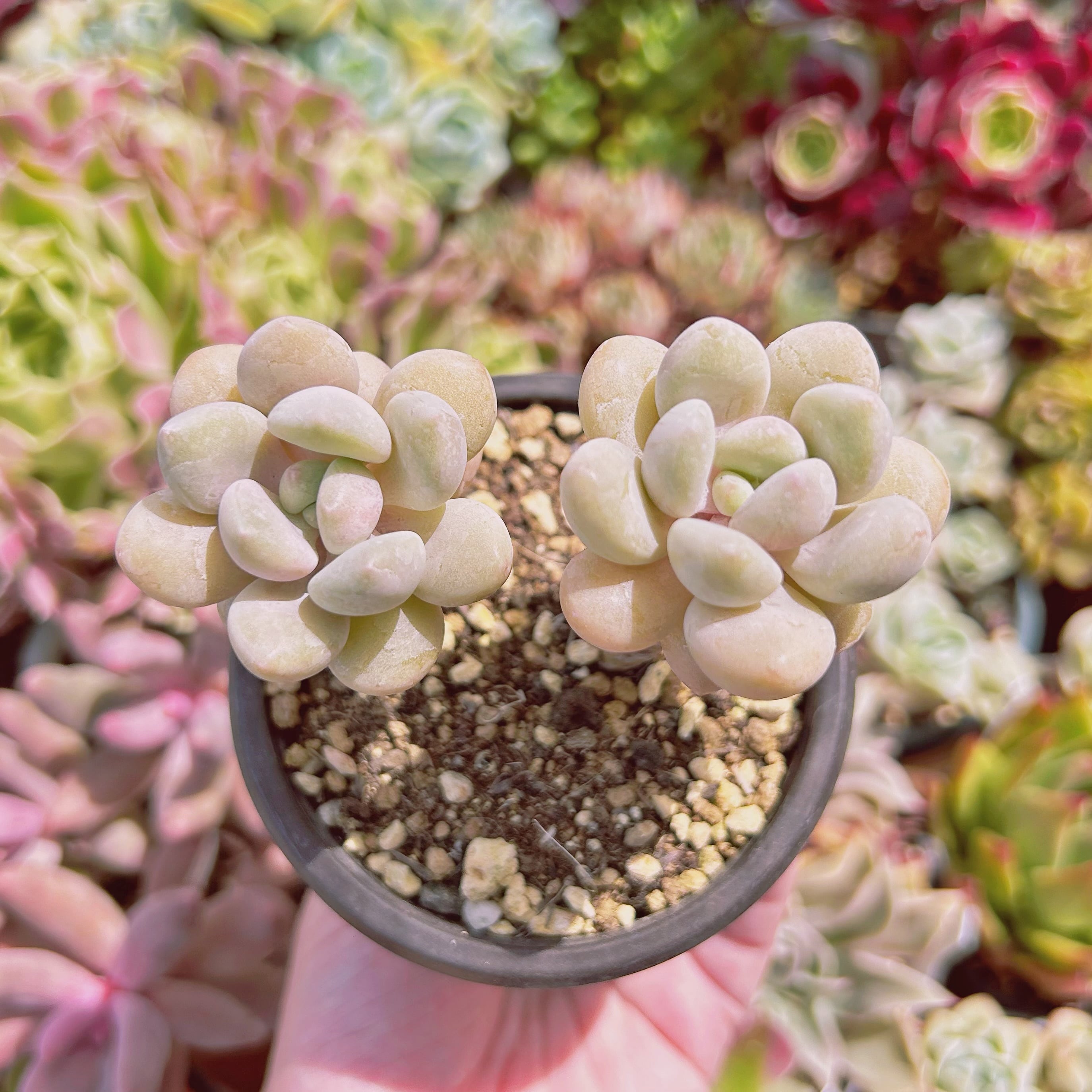 #609現物　多肉植物　バブルキャンディ　抜き苗