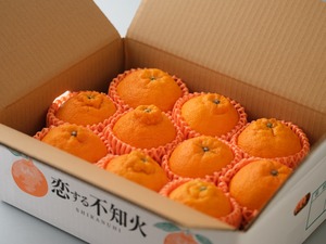 恋する不知火　贈答用3Kg