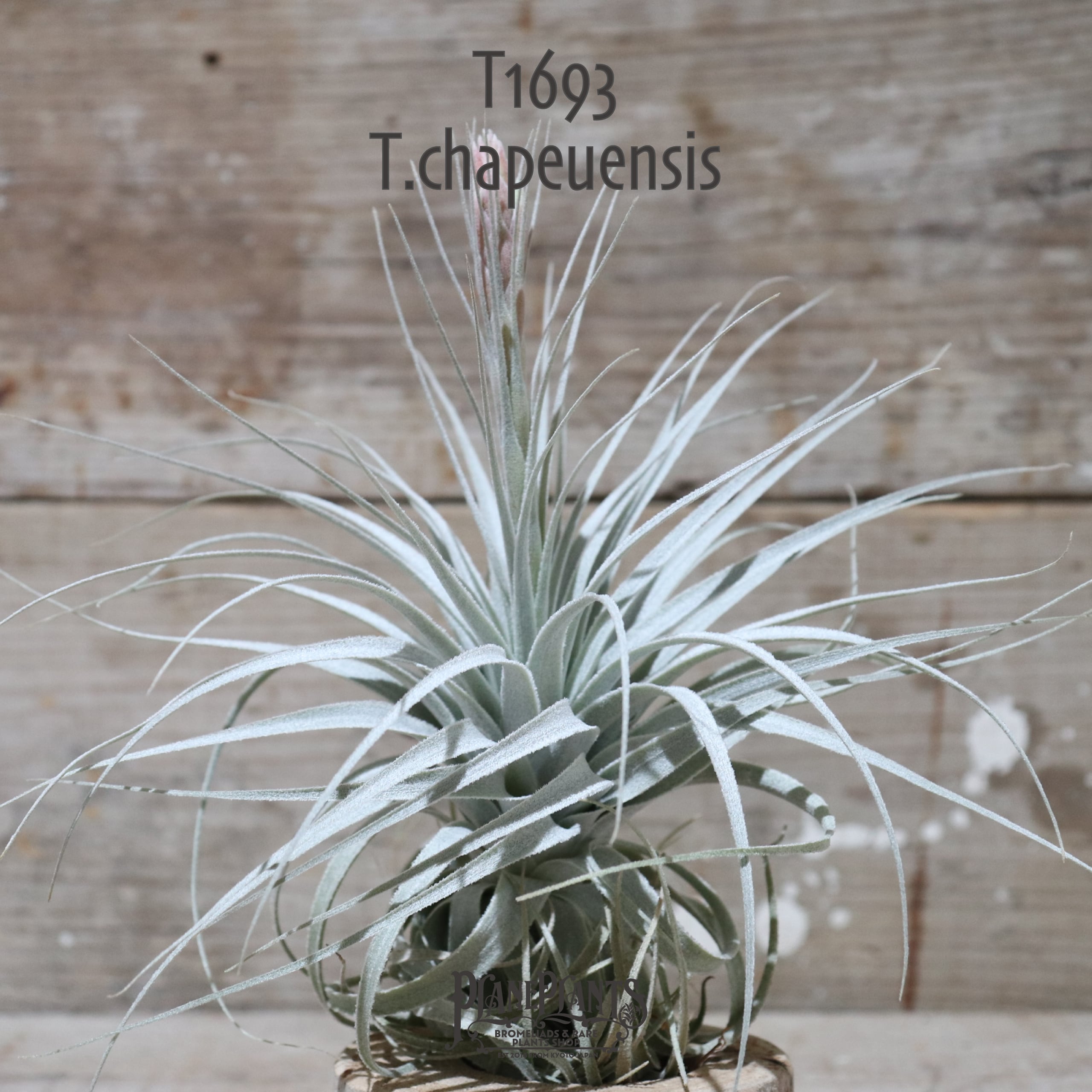 Tillandsia Chapeuensis 速達発送 Tillandsia Chapeuensis 速達発送