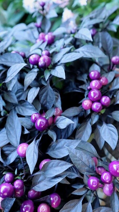 ☆希少☆ アジュガ 『アークティックフォックス』 3寸 苗