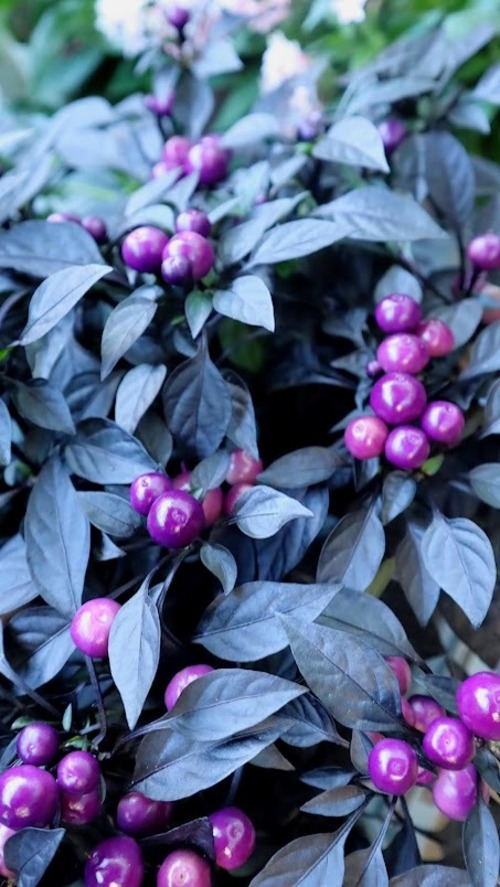 トウガラシ　『オニキスレッド』　3.5号ポット　１苗