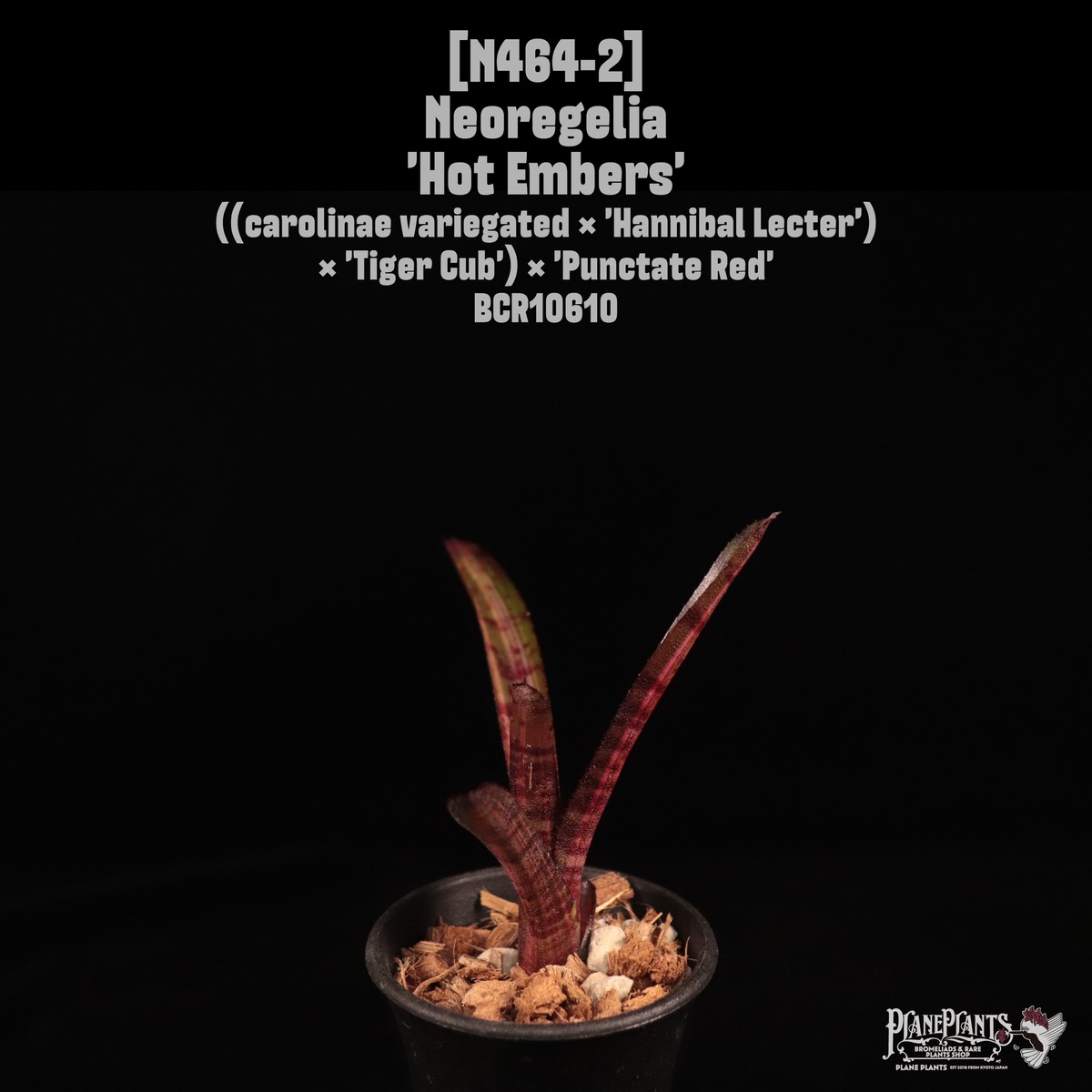 Neoregelia 'Hot Embers'〔ネオレゲリア〕N464-2 | plane plants