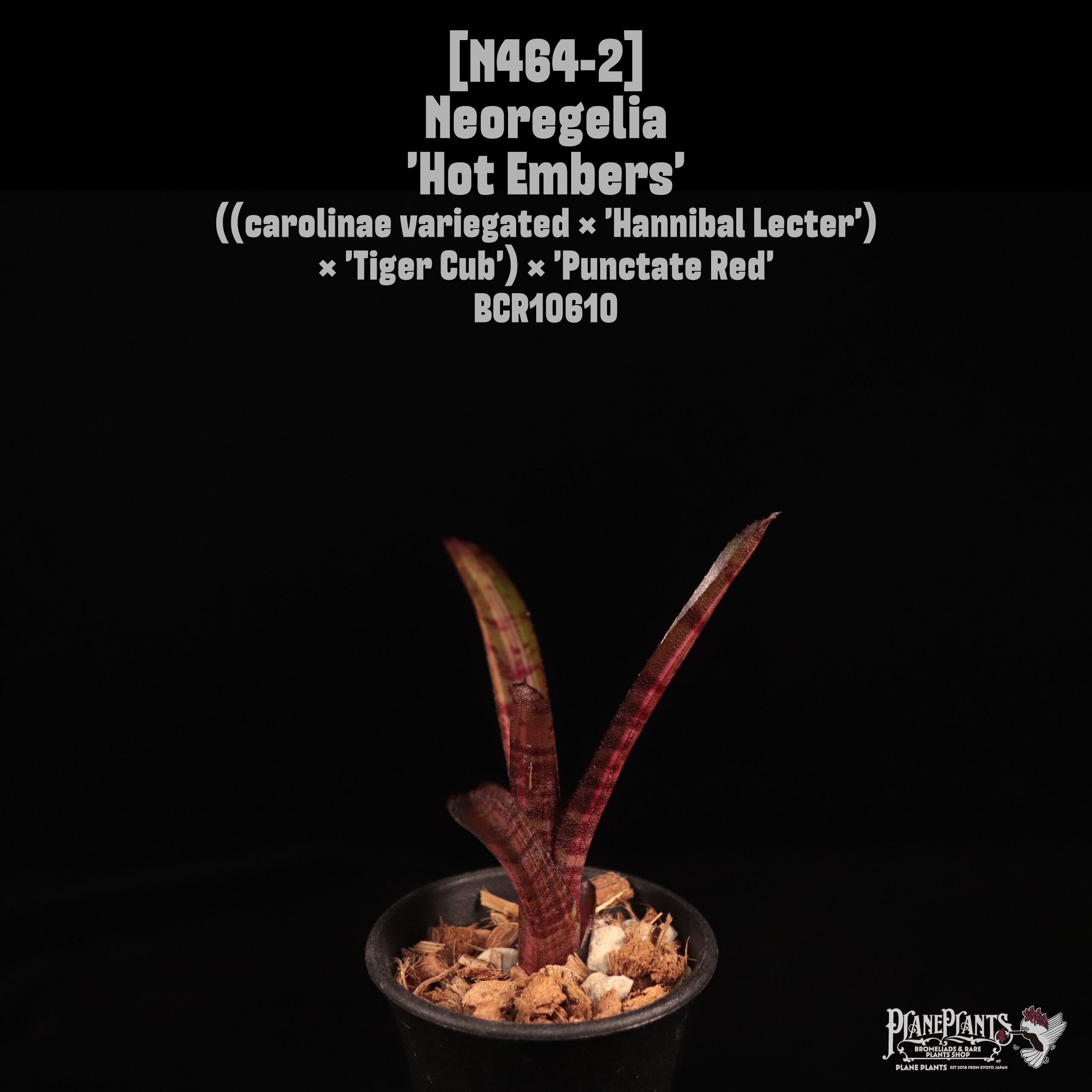 Neoregelia 'Hot Embers'〔ネオレゲリア〕N464-2