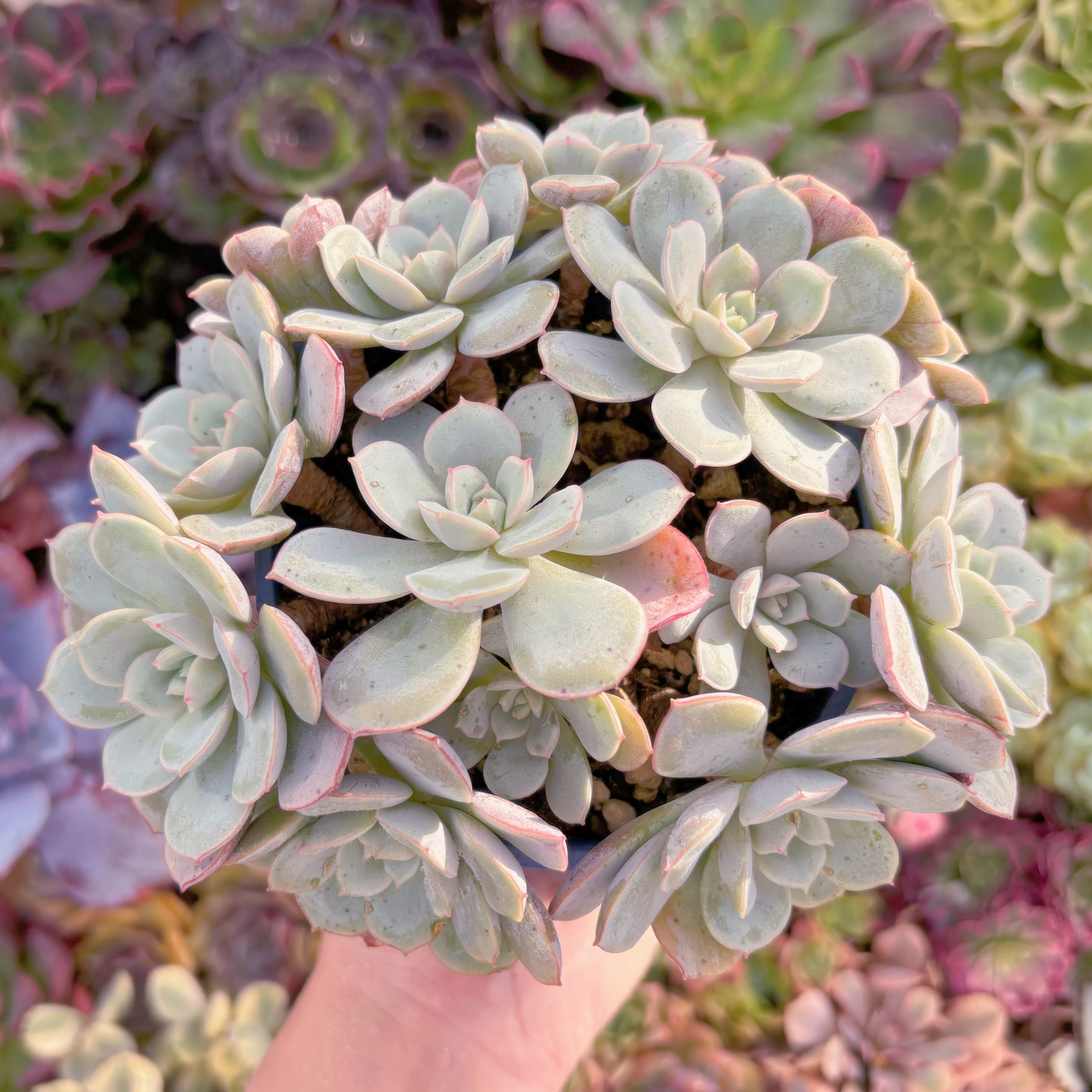 現品　凌波仙子（りょうはせんし）#F001　群生　新入荷　るる農園