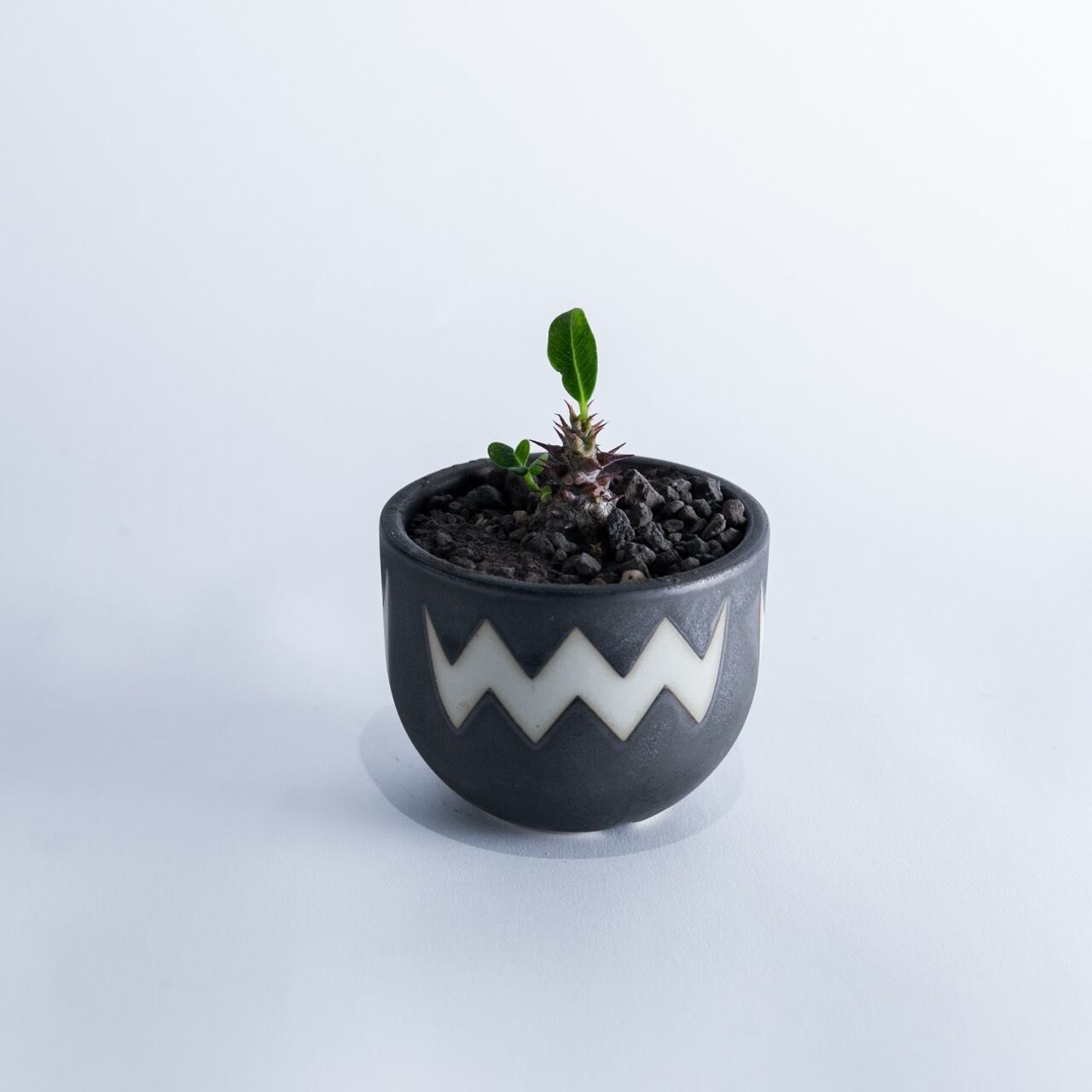 【極上品】Pachypodium baronii var. windsorii × VALIEM ASURA【赤花咲かすレア塊根】パキポディウム ウィンゾリー