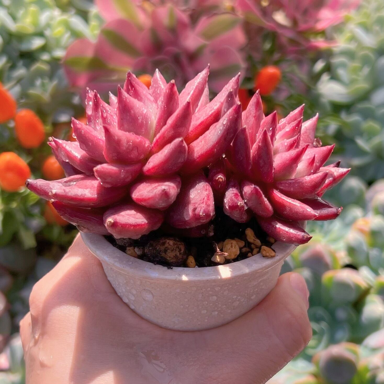 多肉植物 ロメオ(群生) 新入荷 るる農園 | るる農園~多肉植物専門