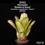 Neoregelia 'Blueberry scone'〔ネオレゲリア〕N702