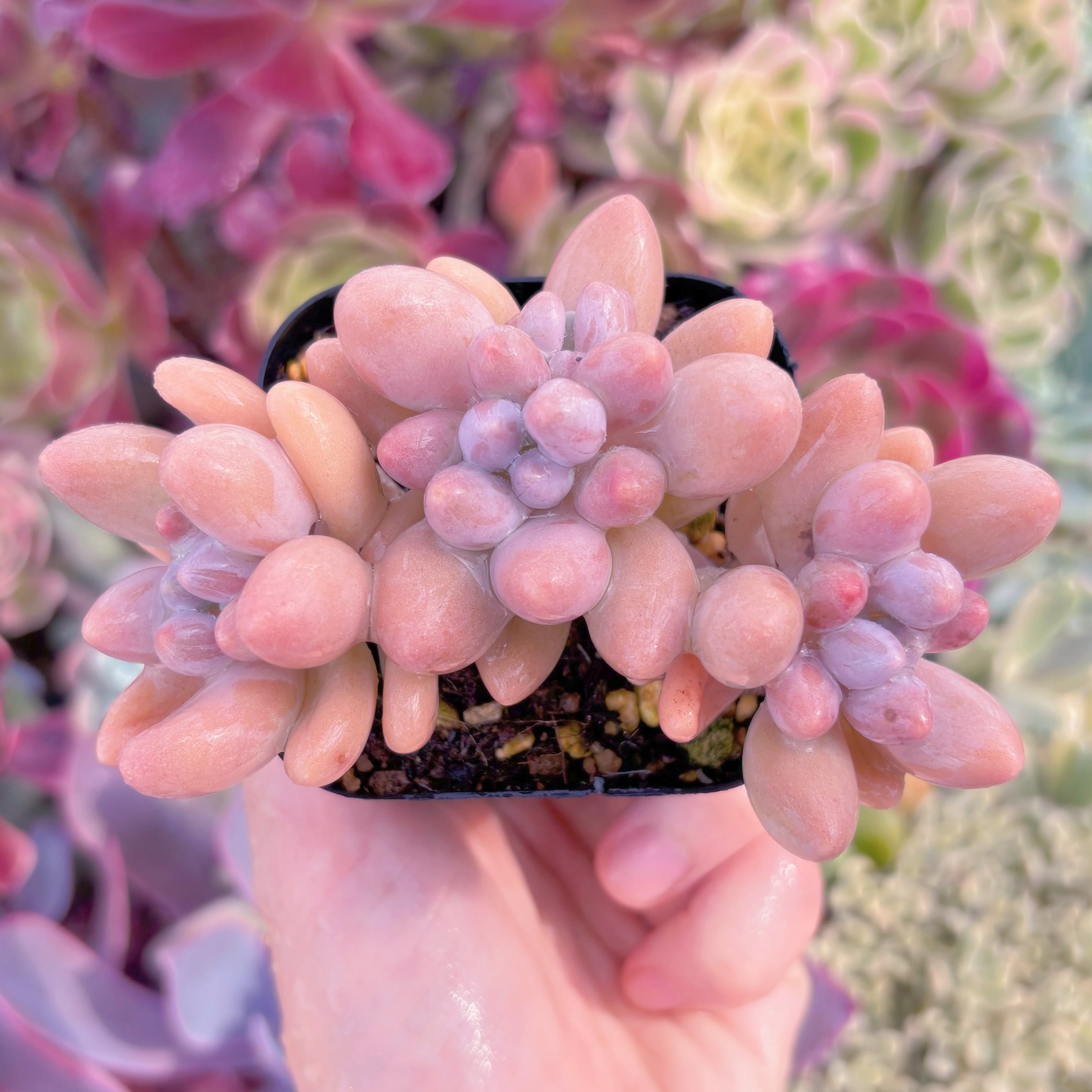 現品　タマゴチーズ#864　るる農園