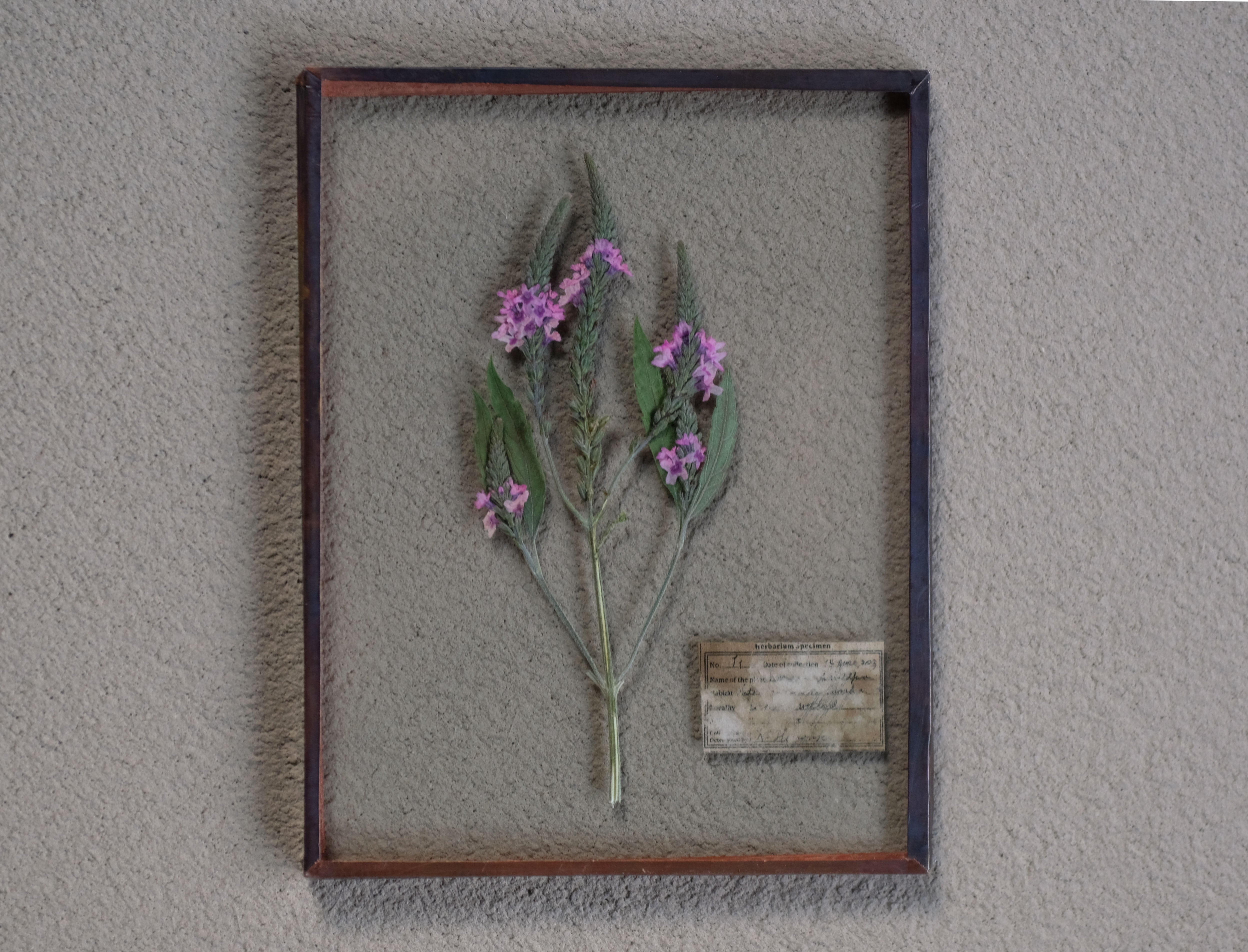 Glass Speciment /ガラス標本 | はいいろオオカミ＋花屋西別府商店