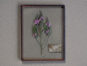 [The FINAL EXHIBITION] 12 ガラス標本 SS トラノオ