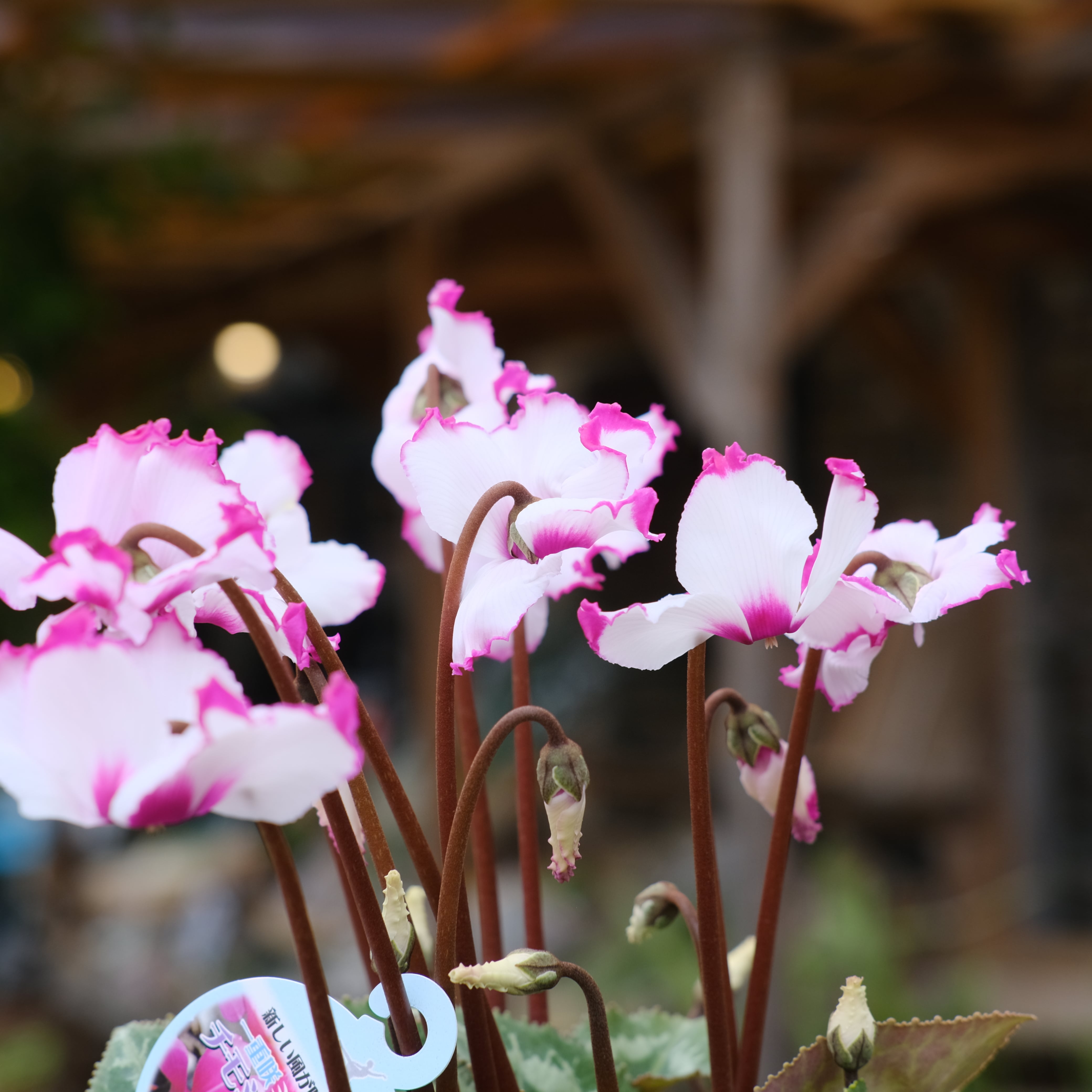 シクラメン チモシリーズ《 ビクトリア 一重 》 | グリーンギャラリー