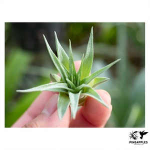 Tillandsia roseiflora (Brazil)