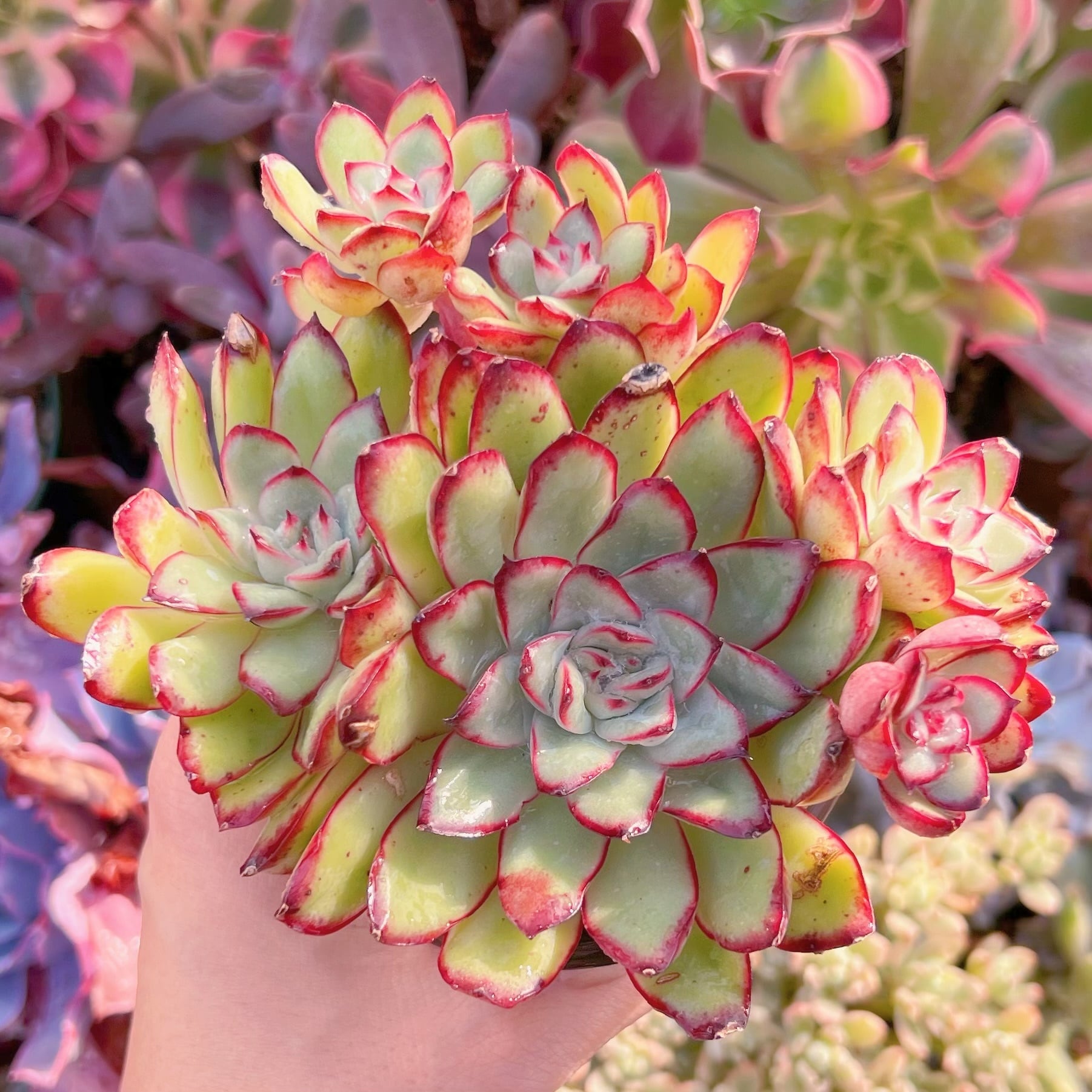 現品　メキシコプリトニス#095    群生　るる農園