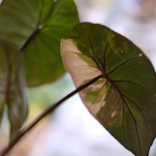 アロカシア ピンク セレンディピティ② / Alocasia Pink Serendipity / 観葉植物<育て方・花言葉>