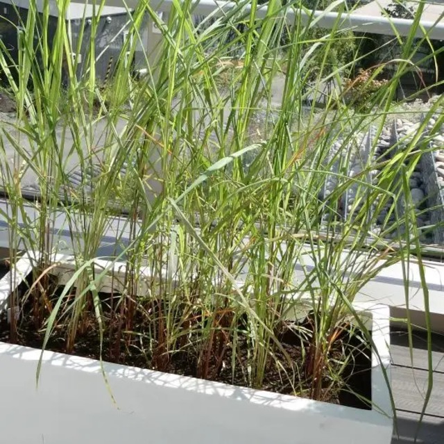 レモングラス（シンボポゴン フレクスオーサス）