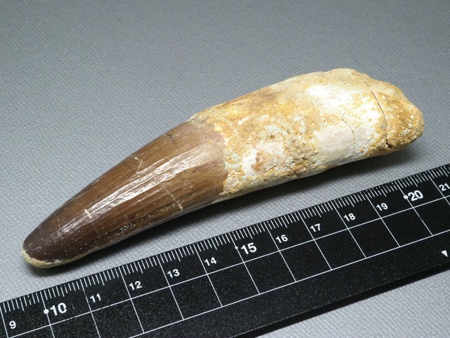 スピノサウルスの歯【Spinosaurus aegyptiacus】【115 mm】【79 g】モロッコ王国産/化石/牙