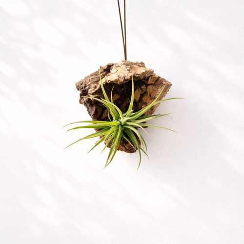 チランジア スイートイザベル コルク板付け エアプランツ