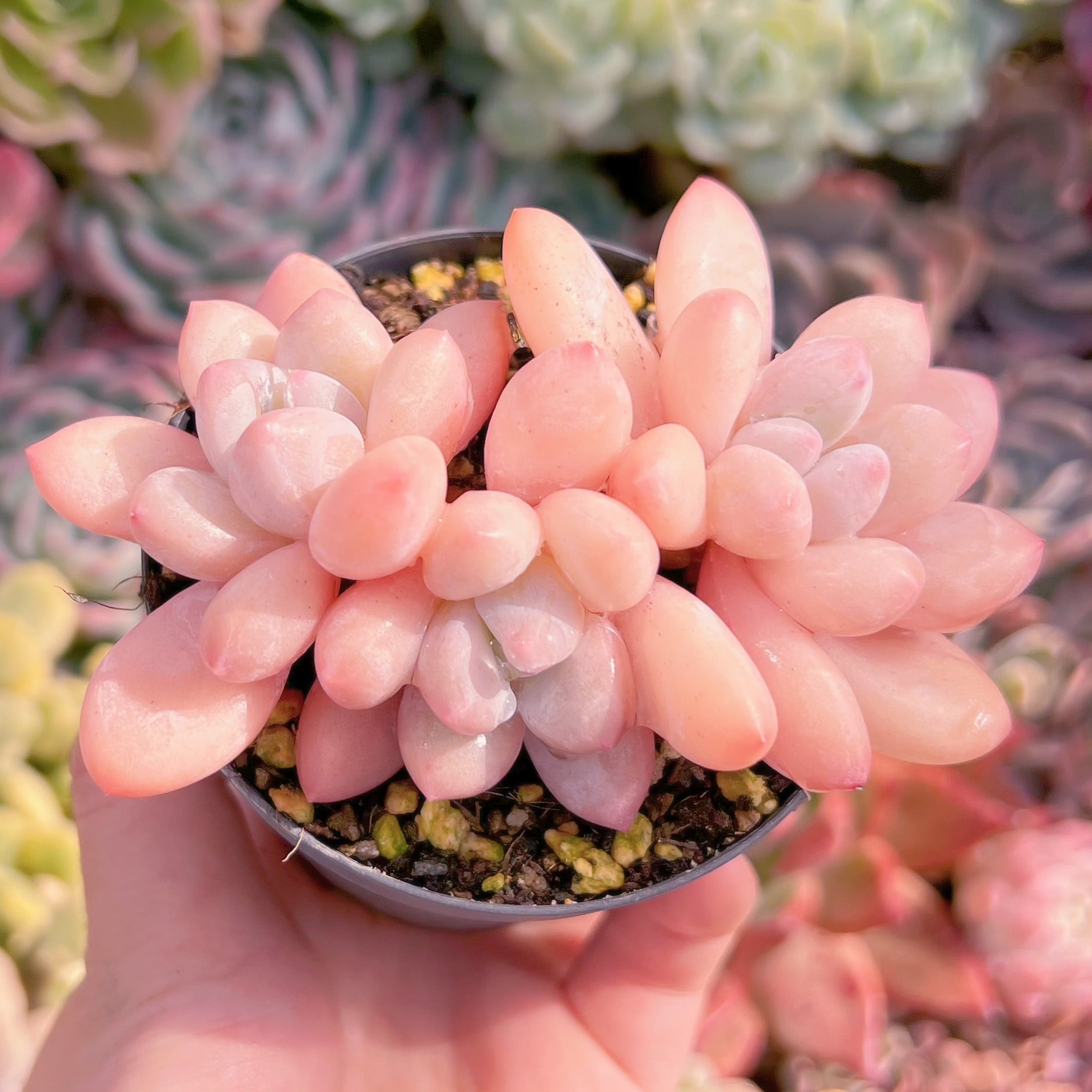 現品　ベビースイート#627　るる農園