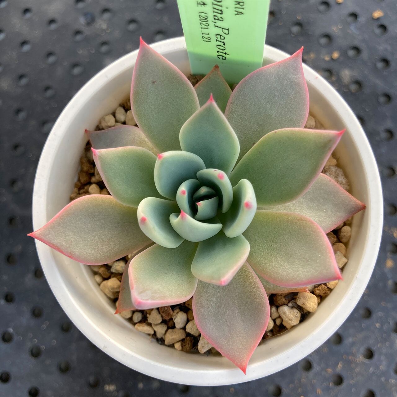 確認用　スバルピナ ペロテ 現物商品】ECHEVERIA subalpina,Perote 原種 実生苗 | 多肉植物研究所