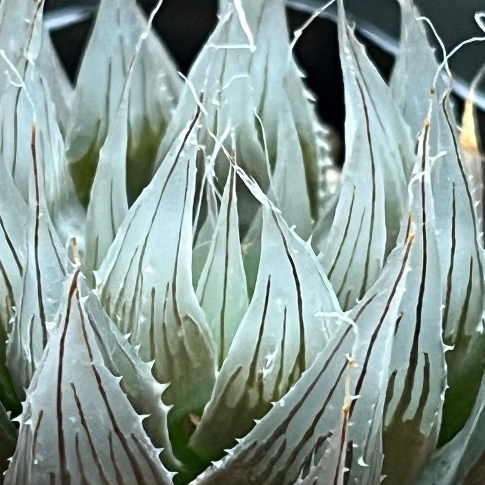 ハオルチア ムラサメ | mocono_plants
