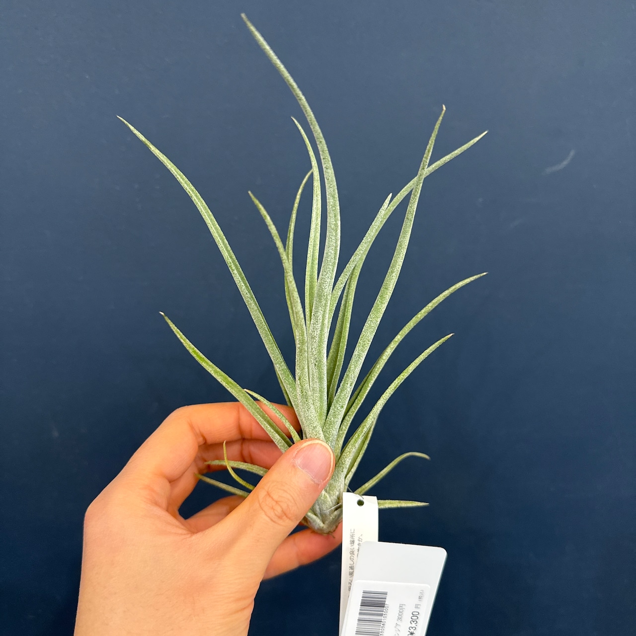 チランジア シーディアナxカプトメデューサ ハイブリッド【604】