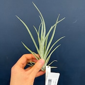 チランジア シーディアナxカプトメデューサ ハイブリッド【604】