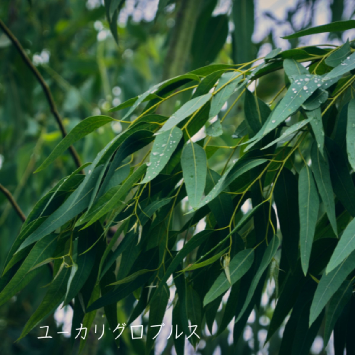 0303355d7626179af76e0342039caf