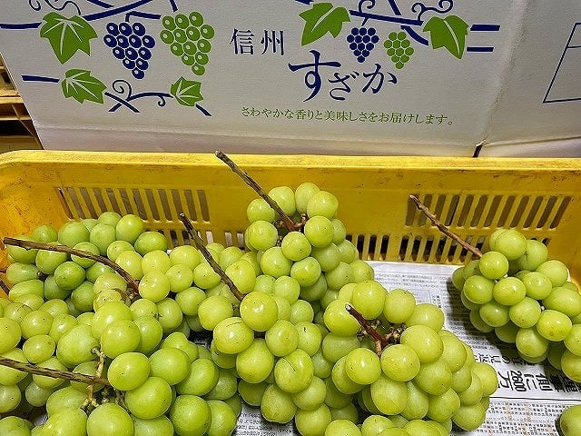 信州産「シャインマスカット」4kg（6房程度）▲B級品