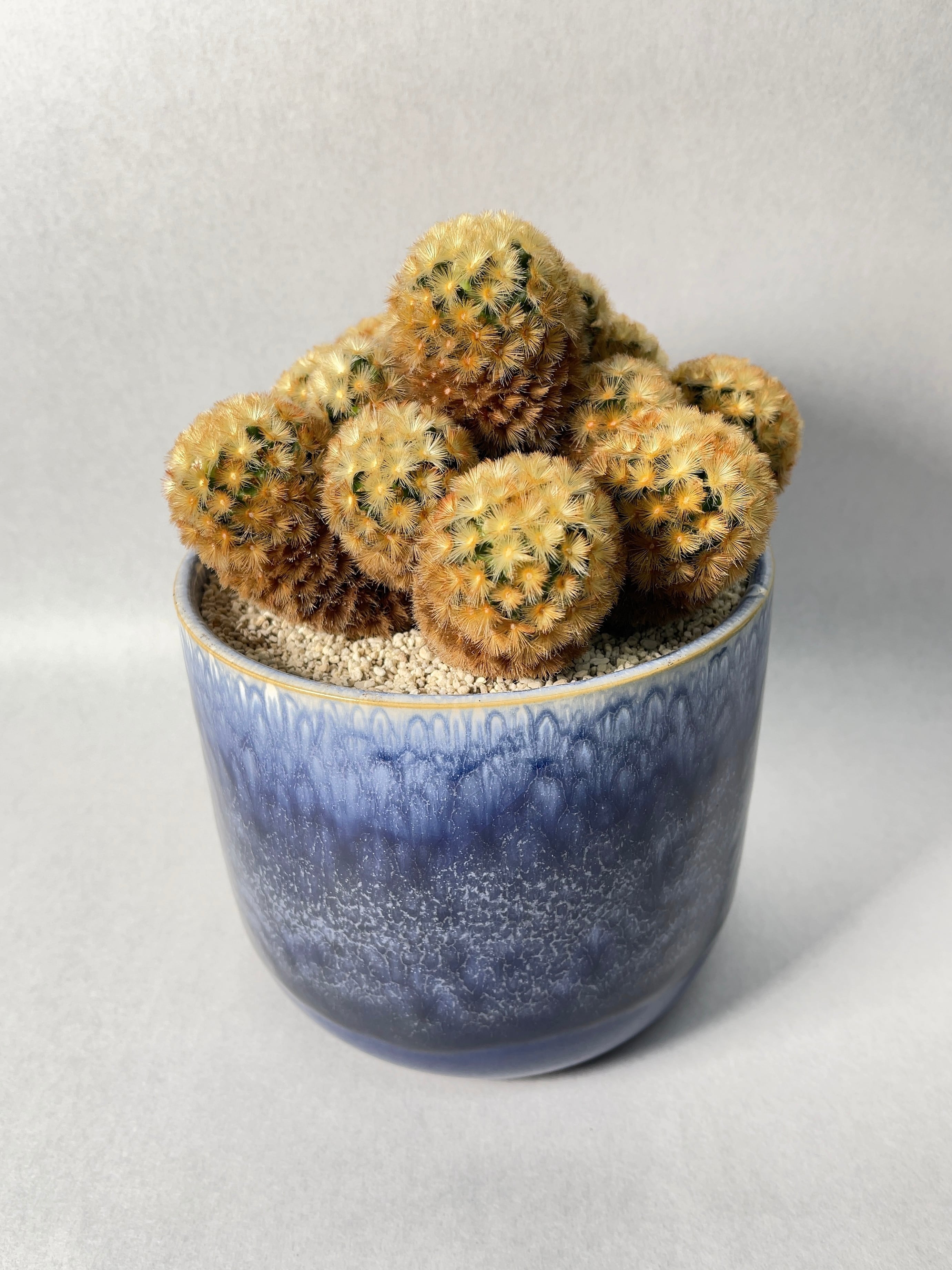 マミラリア・カルメナエ | trigger