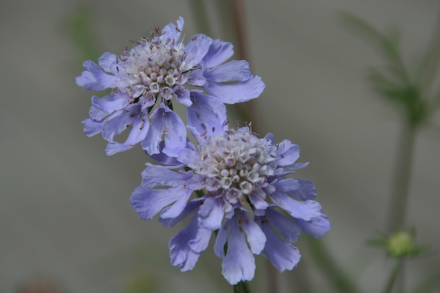 マツムシソウ（松虫草）７，５ｃｍ〜９ｃｍポットの画像