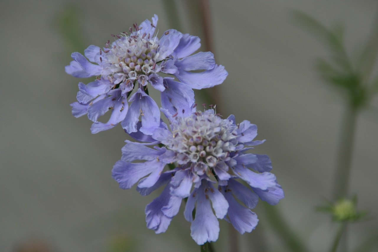 マツムシソウ(松虫草)7,5cm〜9cmポットの画像01