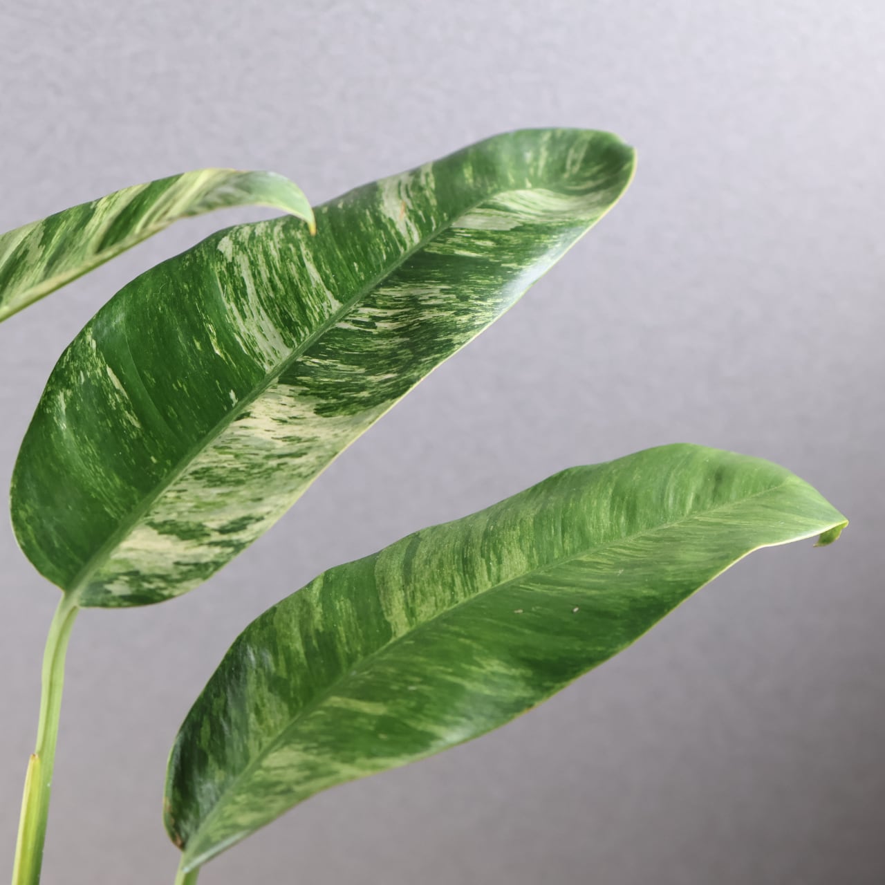 696『エピプレナム ギガンチューム アルボマルギナタ』観葉植物【送料